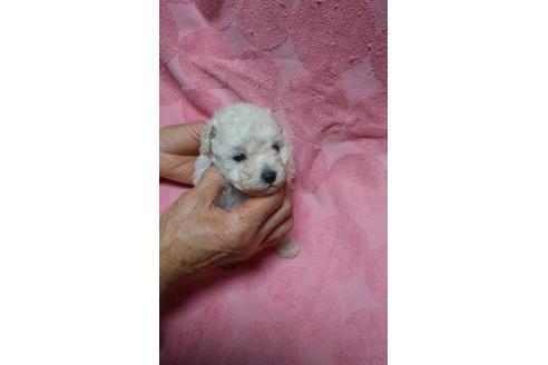 成約済の熊本県のトイプードル-44493の2枚目