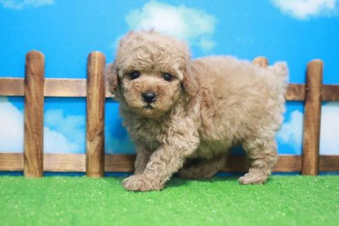 成約済の滋賀県のトイプードル-44094の2枚目