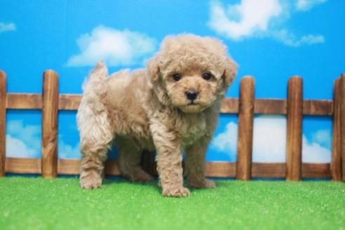 成約済の滋賀県のトイプードル-44095の2枚目