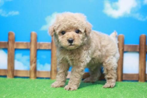 成約済の滋賀県のトイプードル-44095の1枚目