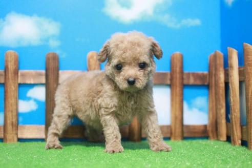 成約済の滋賀県のトイプードル-44098の2枚目