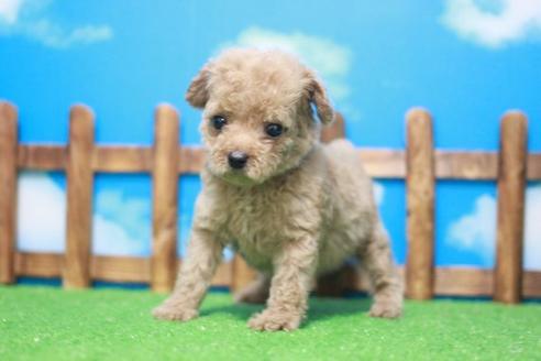 成約済の滋賀県のトイプードル-44098の1枚目