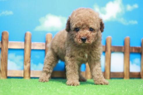 成約済の滋賀県のトイプードル-44101の2枚目