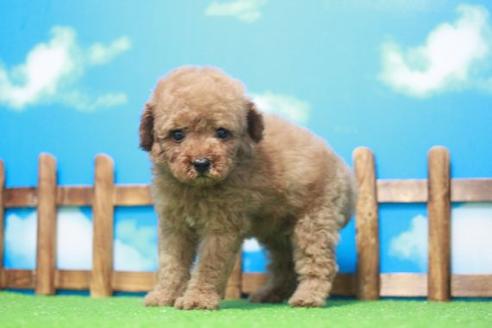 成約済の滋賀県のトイプードル-44101の1枚目