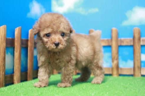 成約済の滋賀県のトイプードル-44102の1枚目