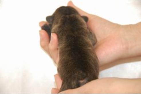 成約済の愛知県のフレンチブルドッグ-44366の1枚目
