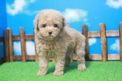 成約済の滋賀県のトイプードル-44104の2枚目