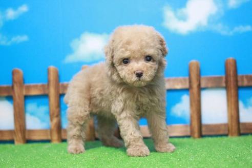 成約済の滋賀県のトイプードル-44104の1枚目