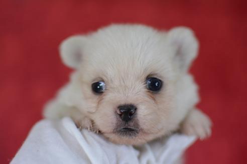 成約済の千葉県のミックス犬-44536の4枚目