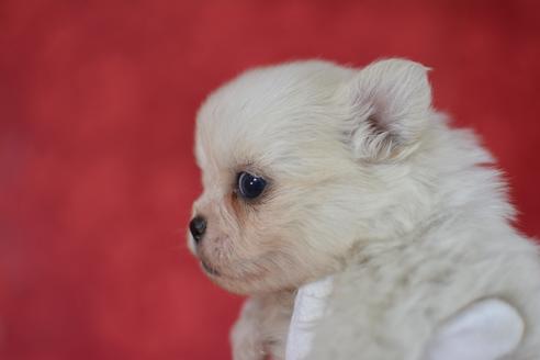 成約済の千葉県のミックス犬-44536の3枚目