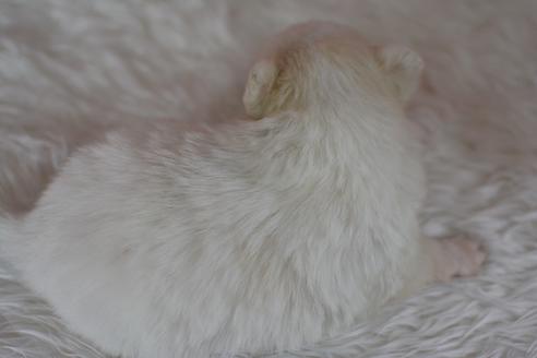 成約済の千葉県のミックス犬-44536の1枚目