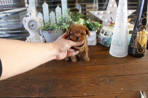 成約済の埼玉県のトイプードル-44537の5枚目