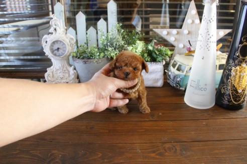 成約済の埼玉県のトイプードル-44537の2枚目