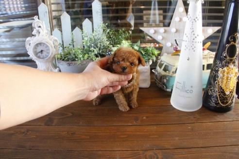 成約済の埼玉県のトイプードル-44537の3枚目