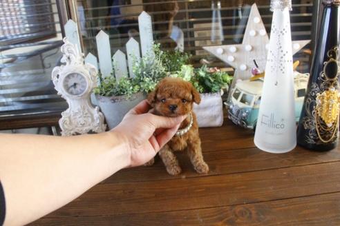 成約済の埼玉県のトイプードル-44537の4枚目