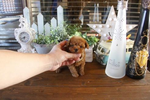 成約済の埼玉県のトイプードル-44537の1枚目