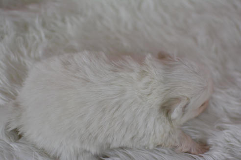 成約済の千葉県のミックス犬-44544の1枚目
