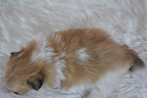 成約済の千葉県のミックス犬-44545の1枚目