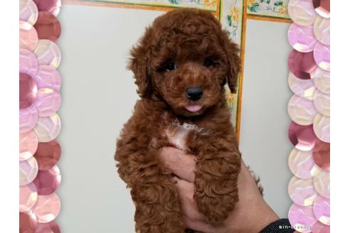 成約済の長崎県のトイプードル-42653の3枚目