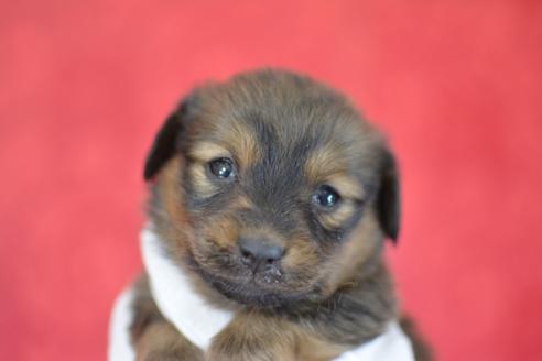 成約済の千葉県のミックス犬-44627の2枚目