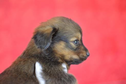 成約済の千葉県のミックス犬-44627の3枚目