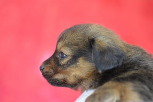 成約済の千葉県のミックス犬-44627の4枚目