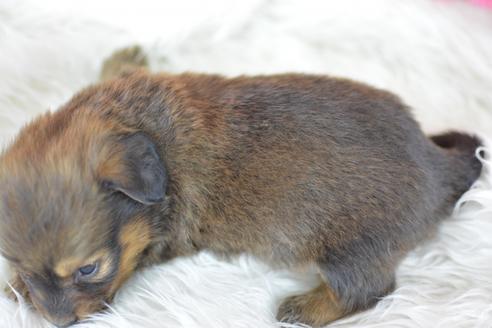 成約済の千葉県のミックス犬-44627の1枚目