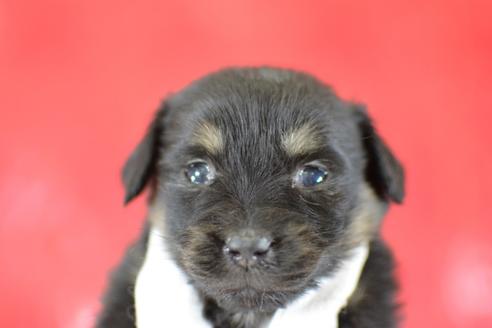 成約済の千葉県のミックス犬-44628の3枚目