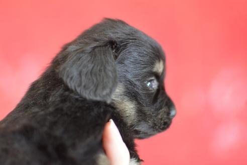 成約済の千葉県のミックス犬-44628の4枚目