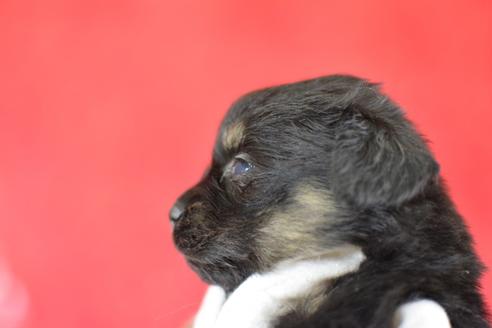 成約済の千葉県のミックス犬-44628の1枚目