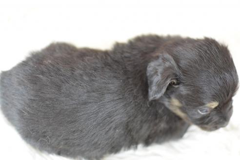 成約済の千葉県のミックス犬-44628の2枚目