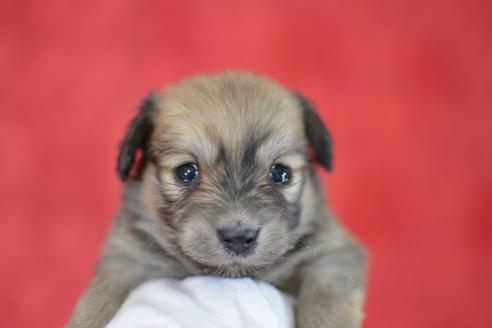 成約済の千葉県のミックス犬-44629の2枚目