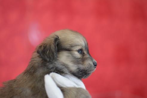 成約済の千葉県のミックス犬-44629の3枚目