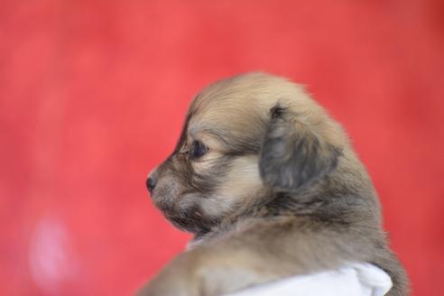 成約済の千葉県のミックス犬-44629の4枚目