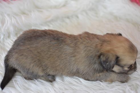 成約済の千葉県のミックス犬-44629の1枚目