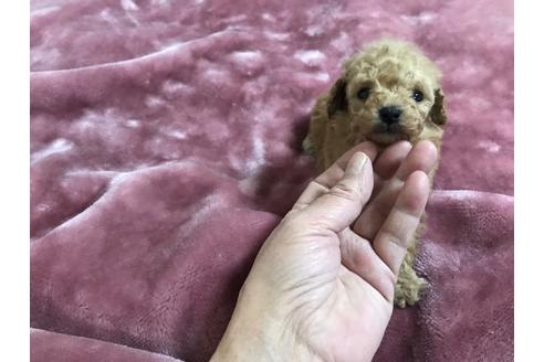 成約済の千葉県のトイプードル-43967の3枚目