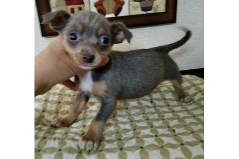 成約済の岐阜県のミックス犬-44630の2枚目