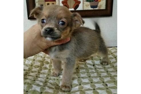 成約済の岐阜県のミックス犬-44632の1枚目