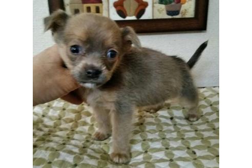 成約済の岐阜県のミックス犬-44632の2枚目