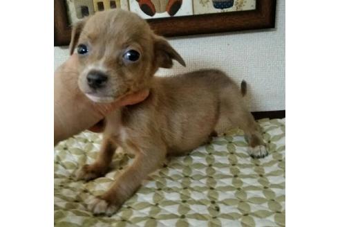 成約済の岐阜県のミックス犬-44633の2枚目