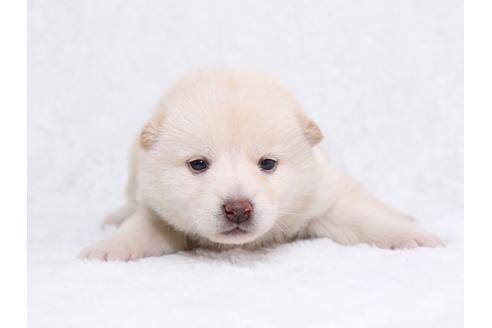 成約済の栃木県の柴犬-44634の3枚目