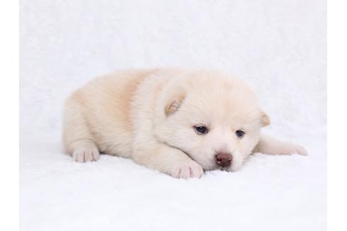 成約済の栃木県の柴犬-44634の1枚目