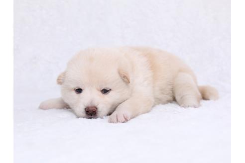 成約済の栃木県の柴犬-44634の2枚目
