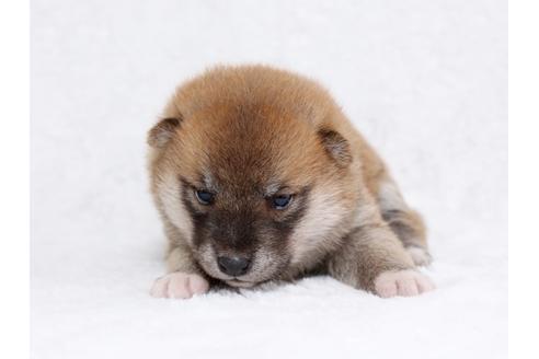 成約済の栃木県の柴犬-44635の3枚目