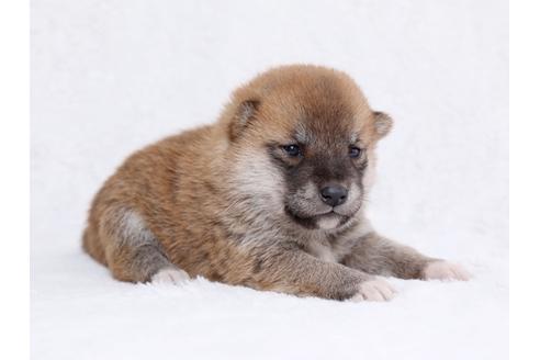 成約済の栃木県の柴犬-44635の1枚目