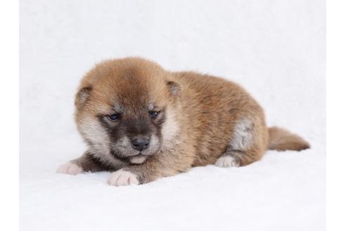 成約済の栃木県の柴犬-44635の2枚目