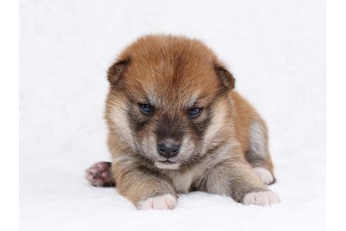 成約済の栃木県の柴犬-44636の1枚目