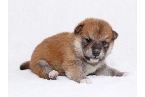 成約済の栃木県の柴犬-44636の2枚目