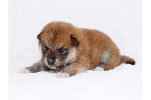 成約済の栃木県の柴犬-44636の3枚目