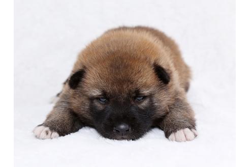 成約済の栃木県の柴犬-44637の1枚目